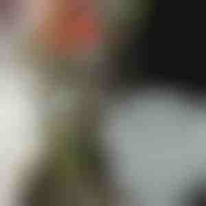 Bloemenhouders voor prachtige arrangementen (3st) | VASEKA