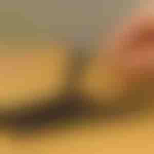 10-delige schroefuitdraaierset voor beschadigde schroeven | SCREWX